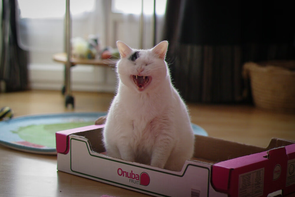 东瀛幻术与钢铁屏障,欧冠赛场的硬仗密码