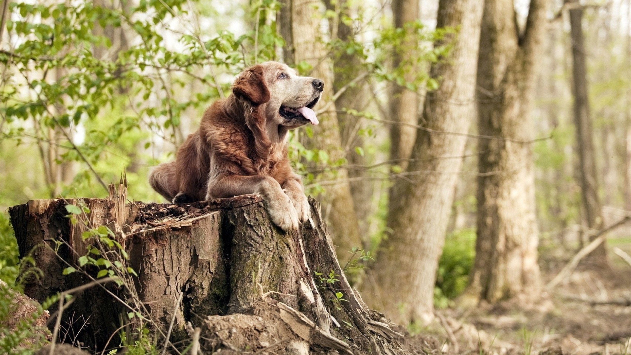 雷霆斩断灰熊七连胜,杜兰特三万分夜创双里程碑