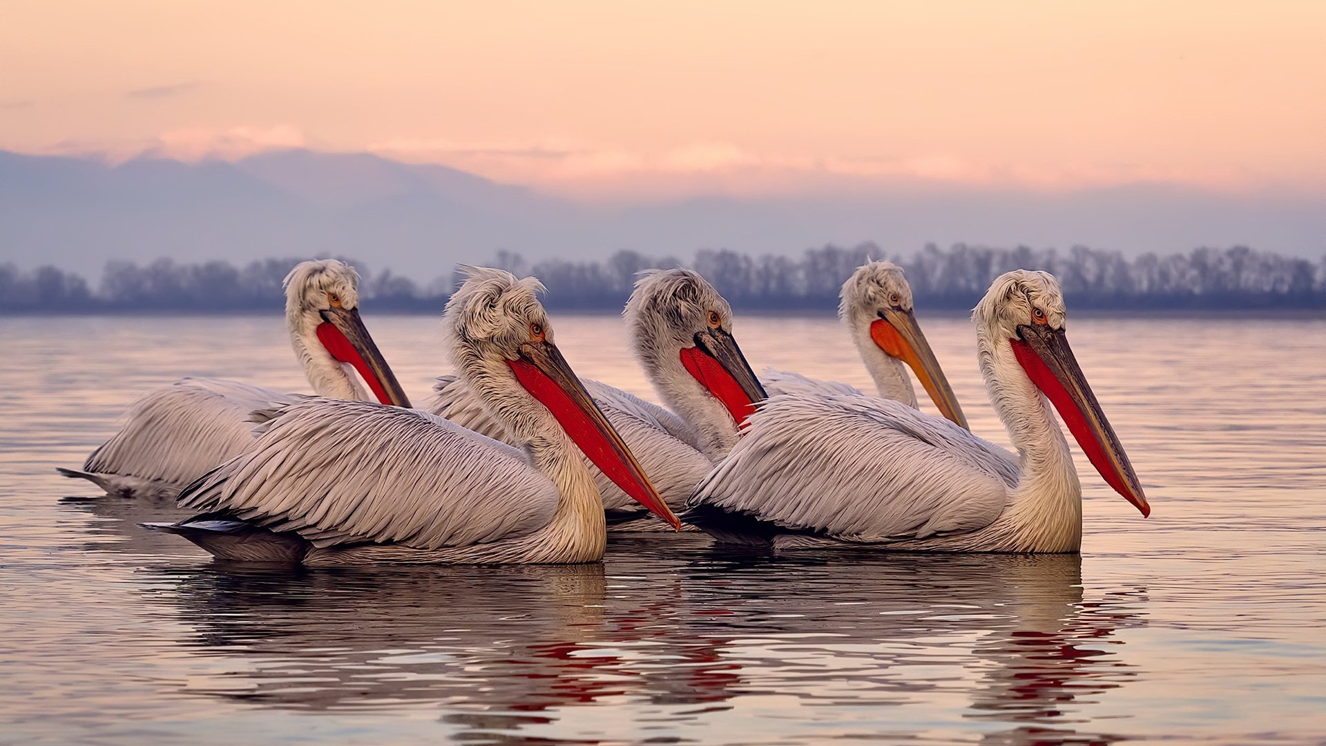 撕裂紫金防线，布伦森单核爆破湖人，活塞喜提新王！