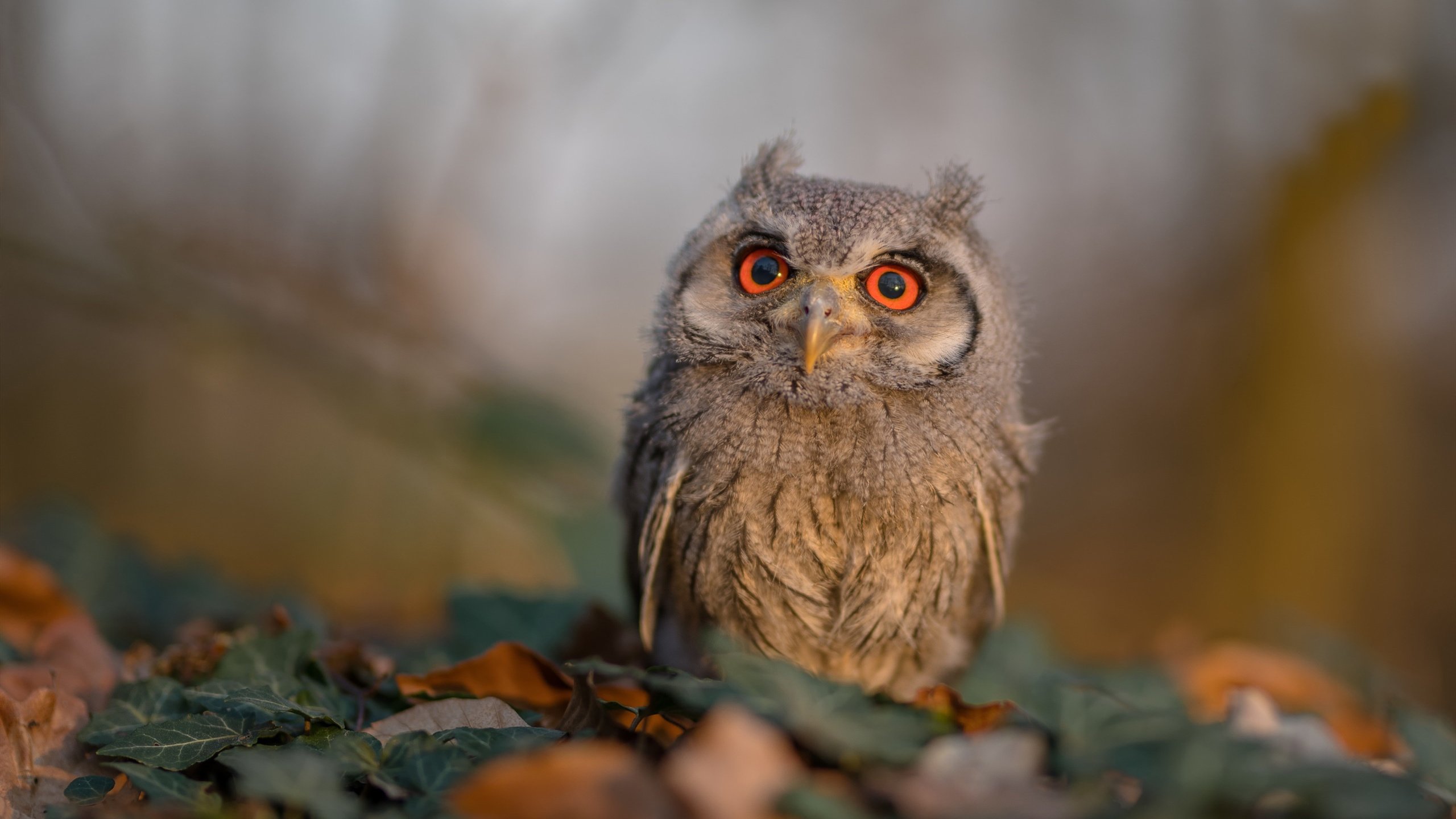 鹰王的救赎，守护者斩落篡位者，布伦森献上致命审判