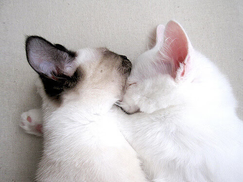 喀麦隆对决洪都拉斯，巴尔韦德冠军之魂点燃绿茵