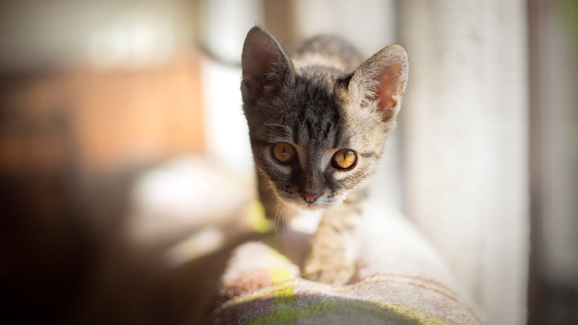 永不言败，恩佐末节接管比赛，书写NBA季后赛唯一传奇
