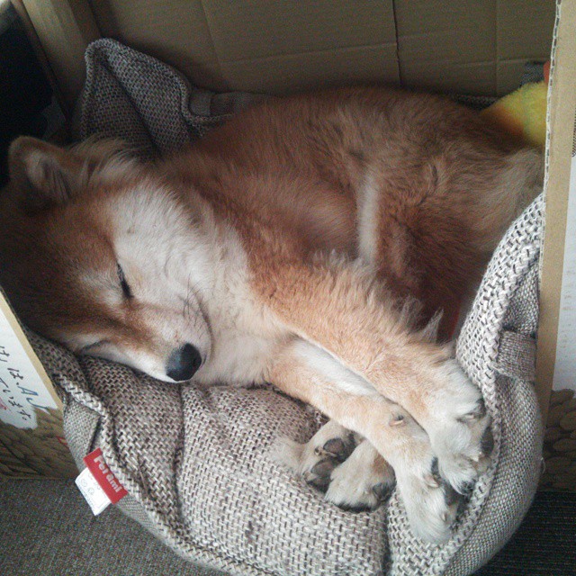 跨越运动的焦点，意甲激战与湖人轻取活塞的夜晚