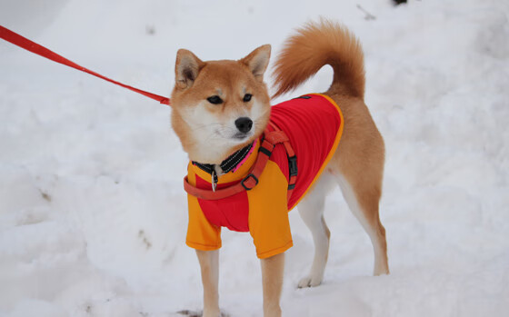 决赛基因,从卡瓦哈尔的今天,倒序上演贝尔的昨天,与切尔西的明天