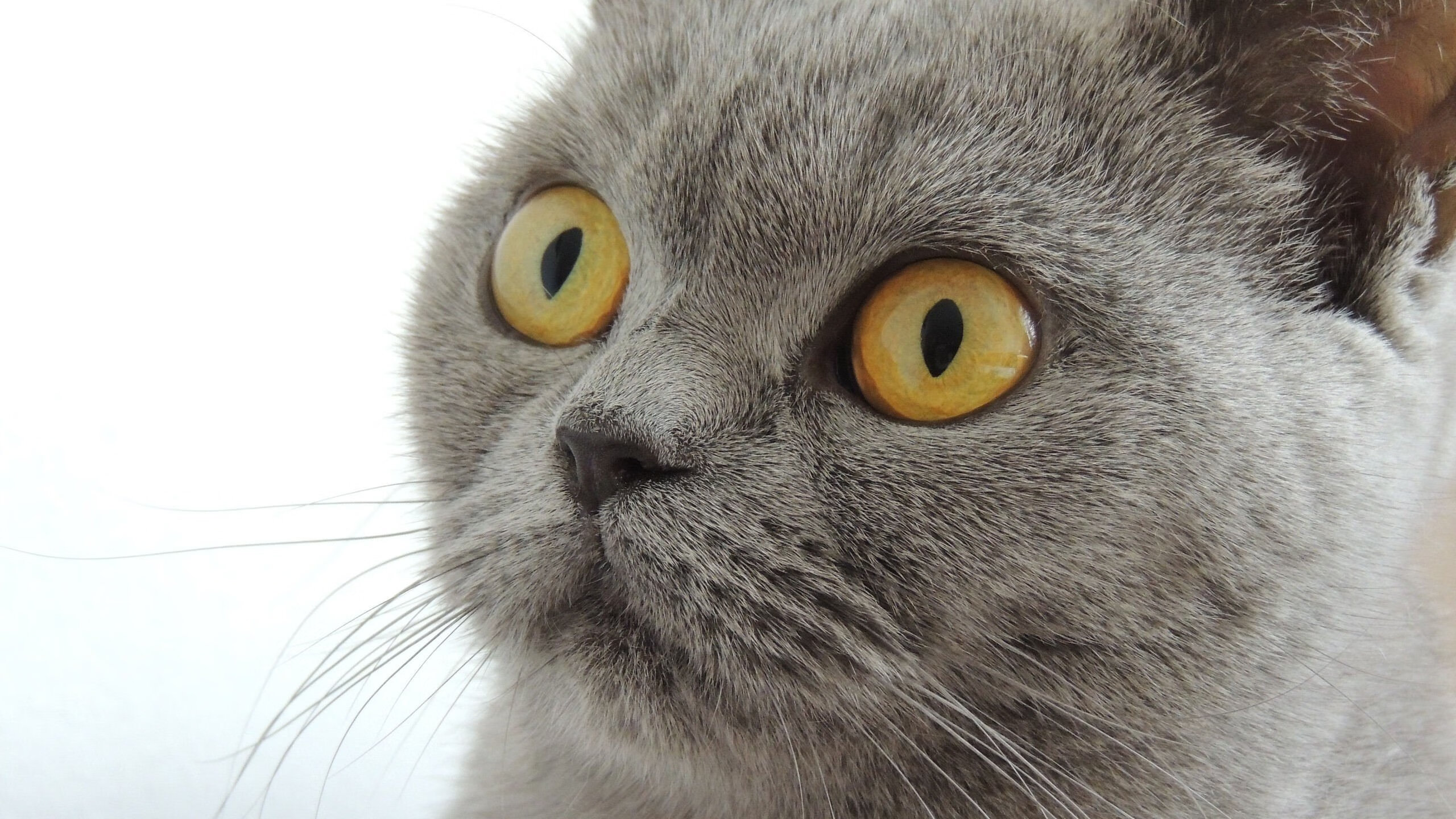 掀翻肌肉森林，罗德里戈的锋刃如何为皇马的精密仪器切开胜利之路