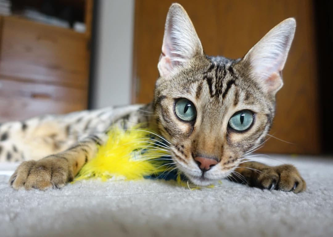 草根逆袭豪门夜，小贾伦·杰克逊一球定乾坤，活塞掀翻广厦新王当立