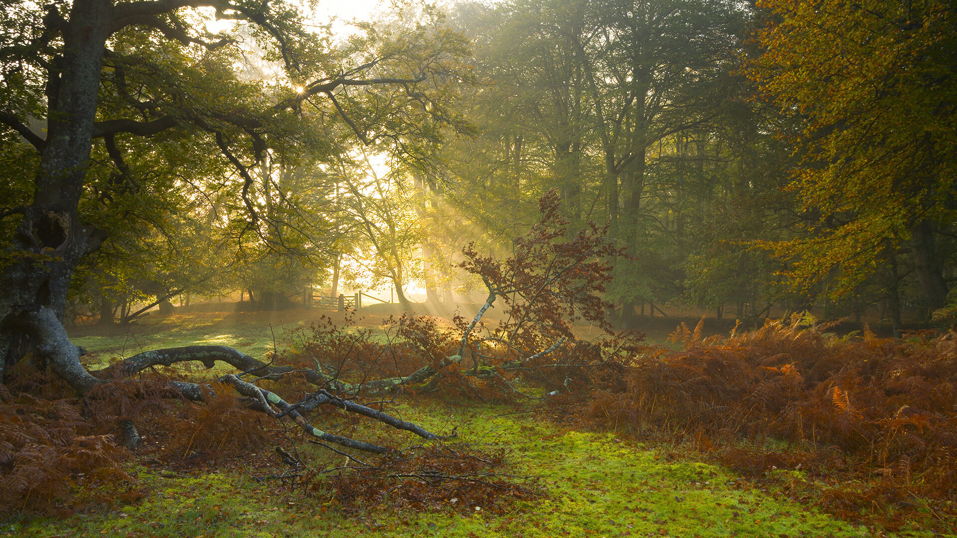 钢铁防线与鬼魅绝杀，喀麦隆唯一性胜利背后，佩德里如何一球封神？