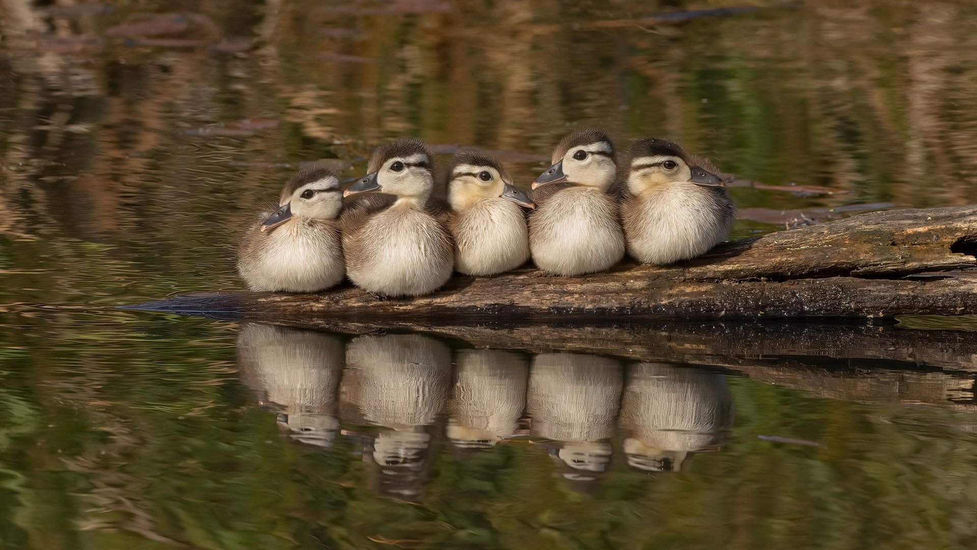 年轻心脏与王朝蓝图，当拉梅洛·鲍尔以唯一方式扛起国王对阵76人
