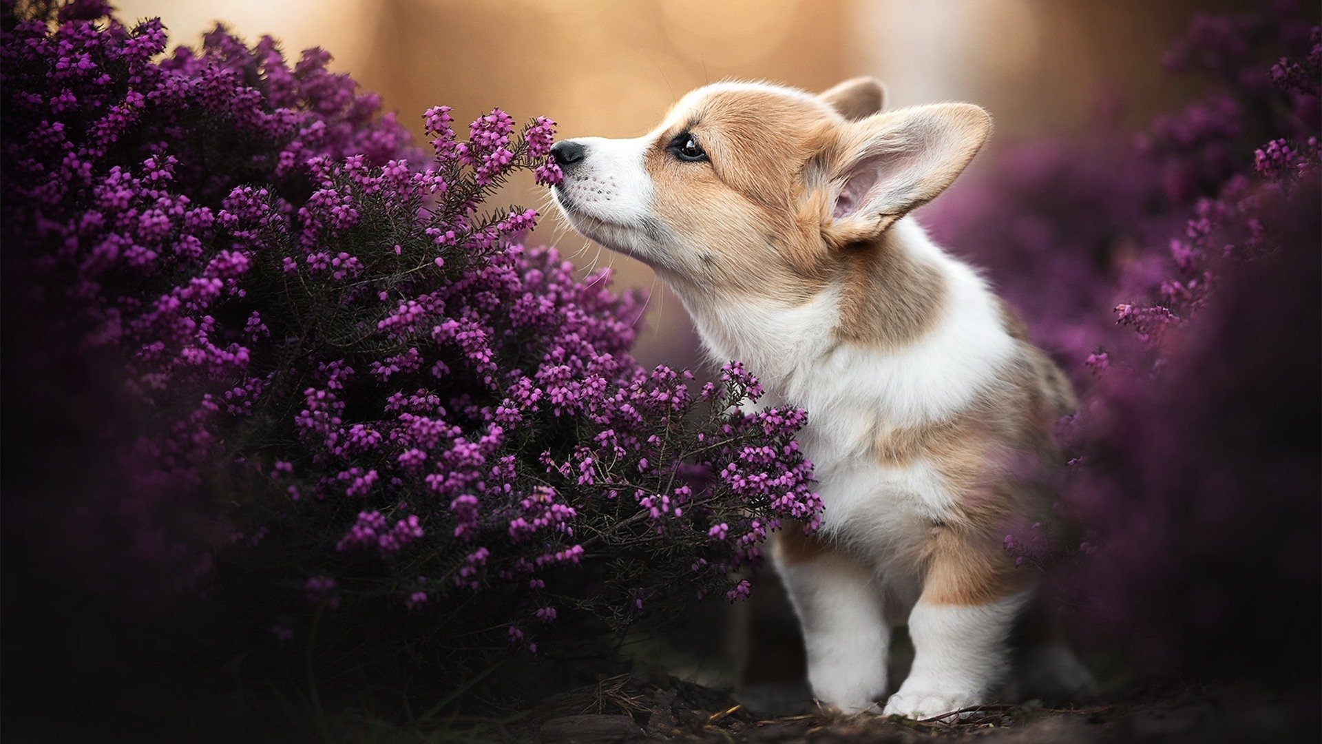 费城孤星闪耀俄城，恩比德跨界降临，一锤定音撕裂雷霆与步行者乱局