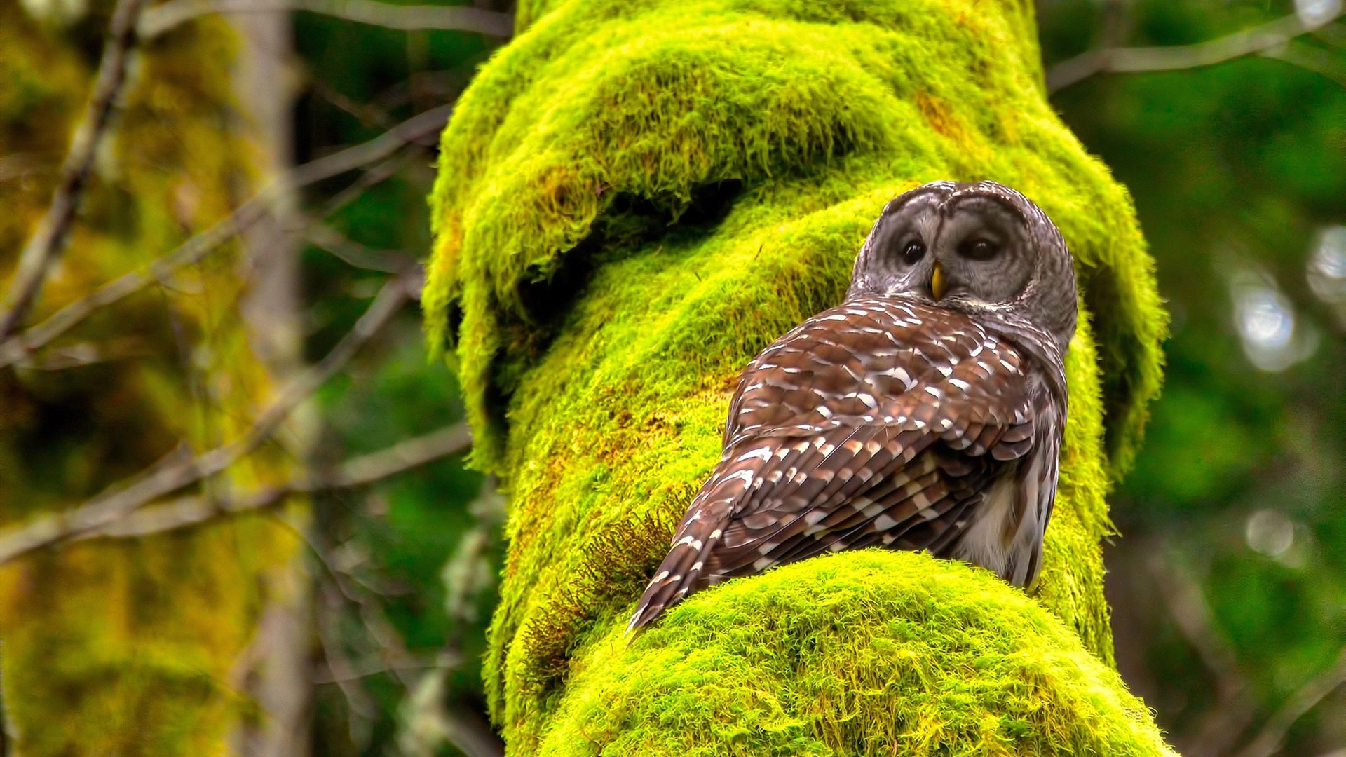 危墙之下，德里赫特是唯一的基石