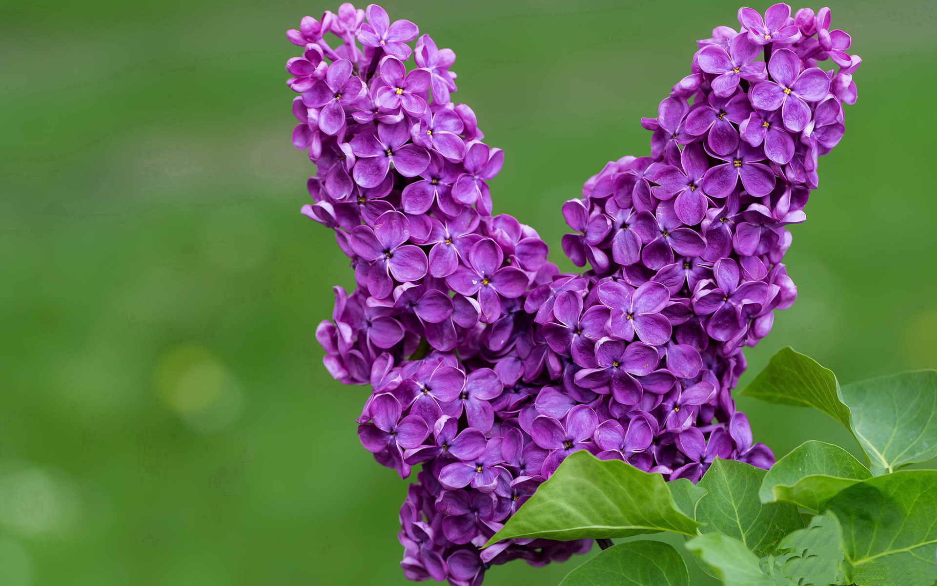 时空交叠的绿茵预言，加维从里斯本险胜到2026世界杯接管的崛起轨迹