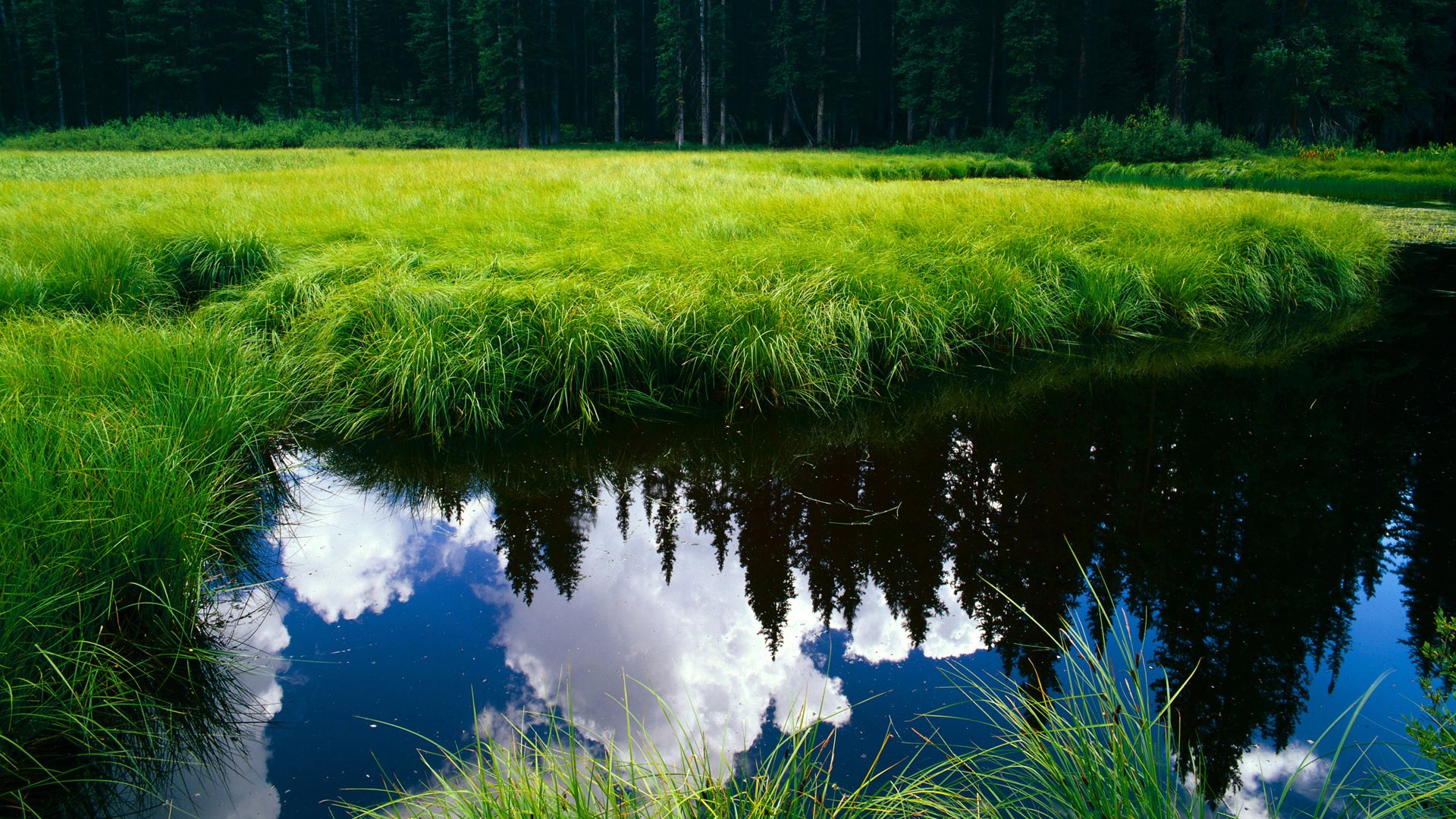 从北非之巅到欧洲之巅，阿尔及利亚的足球血脉与孔德的欧冠封神之战