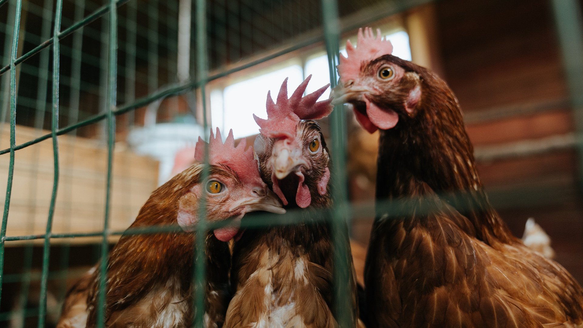 评分拉满的C罗，为何出现在比利时对阵爱尔兰的赛后？