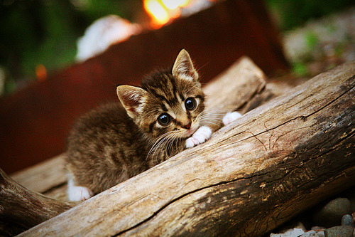唯一性的双重奏,马刺鏖战步行者与米切尔西甲德比接管