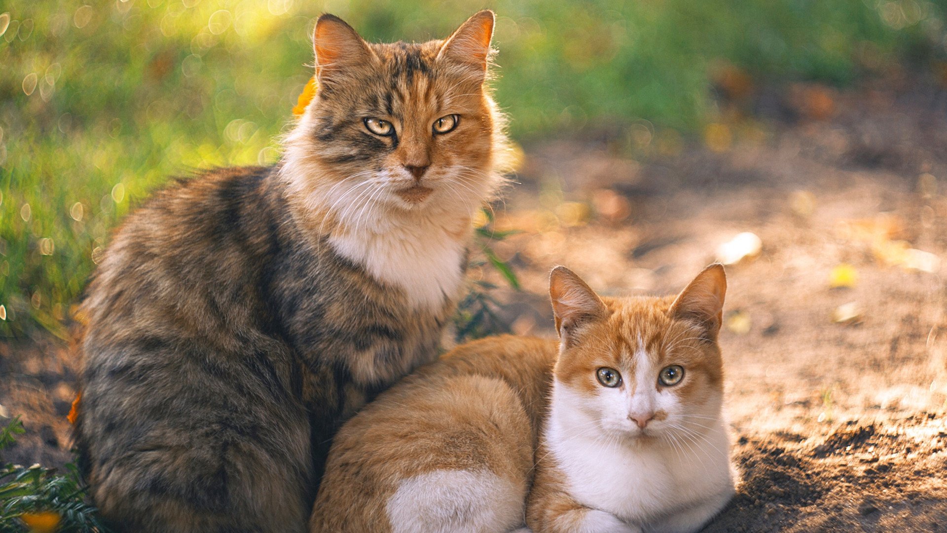 伊布极限倒钩轰垮爱尔兰防线，奥地利全面压制夺胜