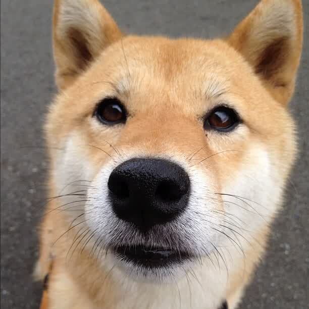 生死七分钟，范弗利特的手术刀，如何切开广东队的钢铁防线