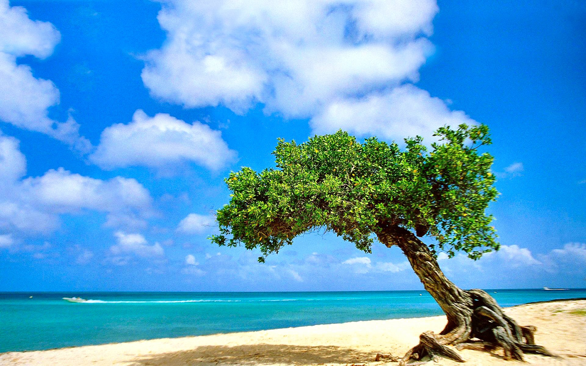 唯一的苏牙，当2026世界杯的亚洲风暴，在老将的獠牙前停止呼吸